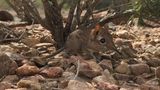 Wie der deutsche Name schon vermuten lässt, lebt Galegeeska revoili in Somalia, genauer: im nördlichen, möglicherweise auch im östlichen Somalia – und in Dschibuti. Die Art mit der charakteristischen, Elefanten-ähnlichen Nase ist der Wissenschaft schon seit 1881 bekannt. Doch fast alles, was wir über ihre Lebensweise wissen, mussten sich Forschende von Museumsexemplaren abschauen. Erst 2019 konnten wieder lebende Individuen in freier Wildbahn beobachtet werden. Wie viele Tiere es heute gibt und wie bedroht sie sind, ist nicht bekannt.