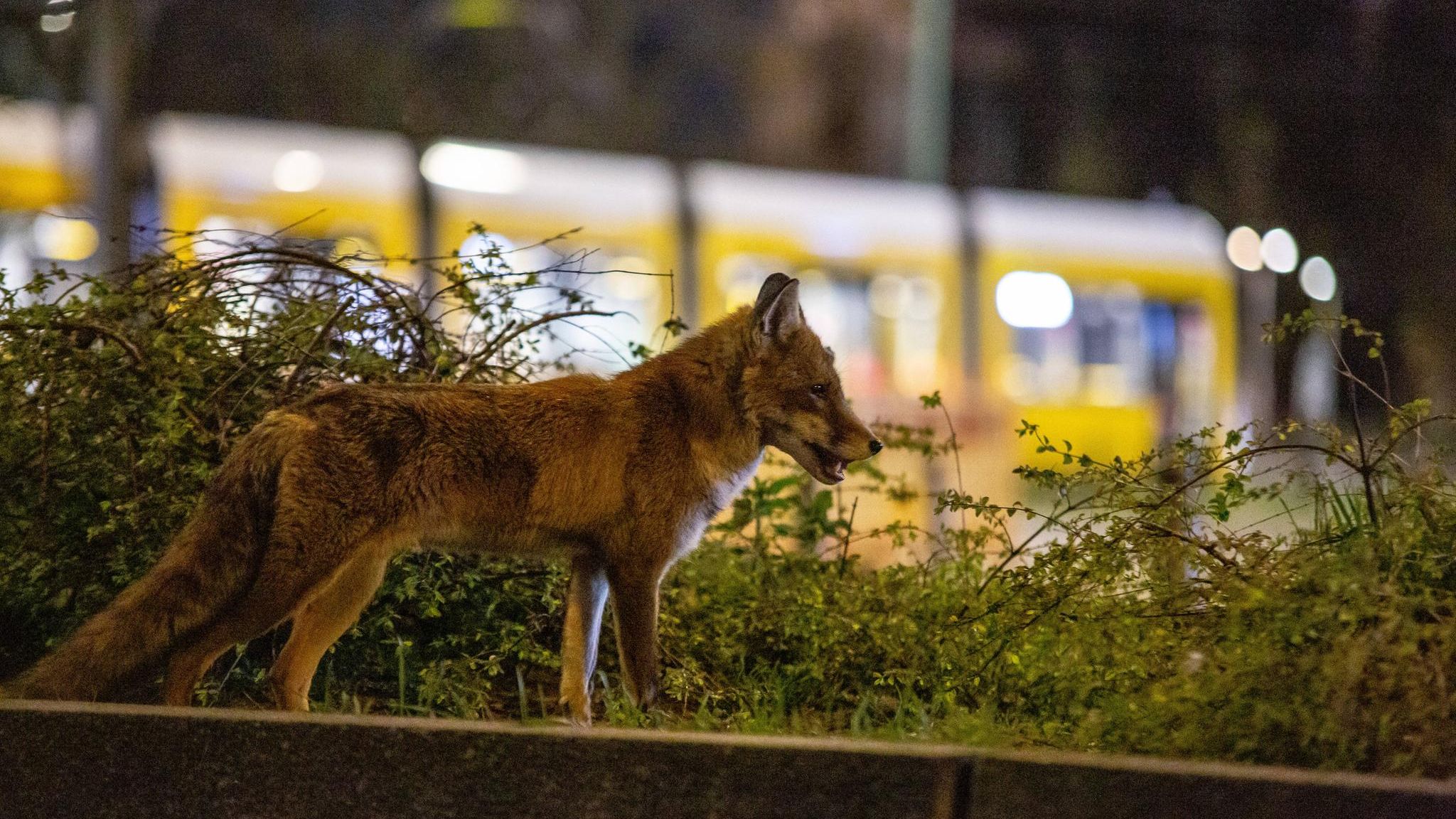 Ein Rotfuchs ist zur späten Stunde am Alexanderplatz in Berlin  unterwegs