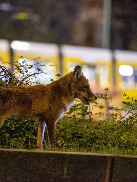 Ein Rotfuchs ist zur späten Stunde am Alexanderplatz in Berlin  unterwegs
