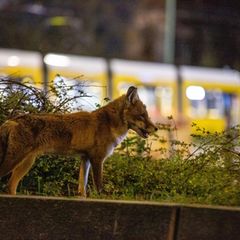 Ein Rotfuchs ist zur späten Stunde am Alexanderplatz in Berlin  unterwegs