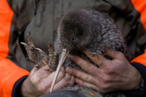 Die Entdeckung des Kiwi wird von Experten als Wunder gefeiert