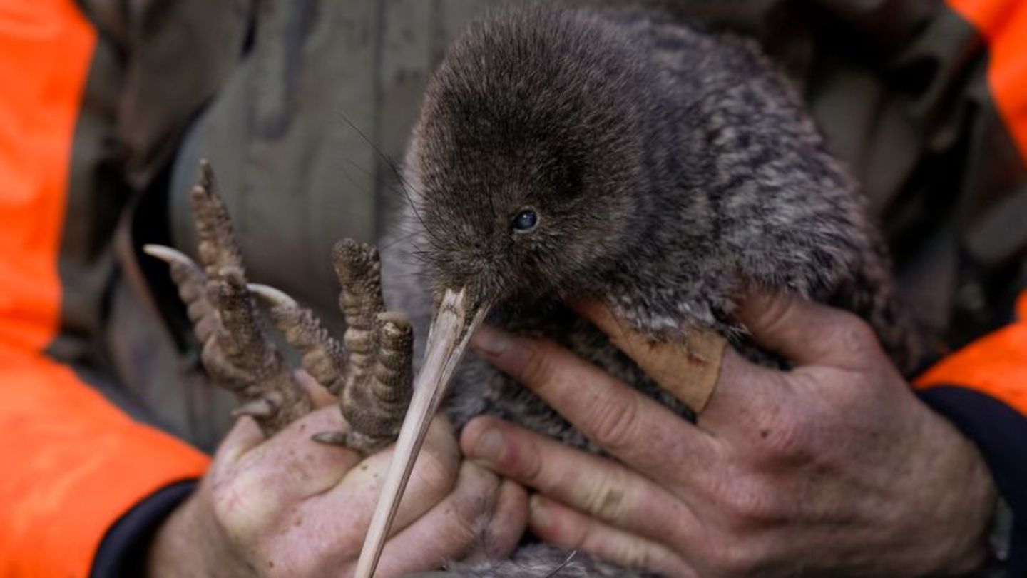Die Entdeckung des Kiwi wird von Experten als Wunder gefeiert