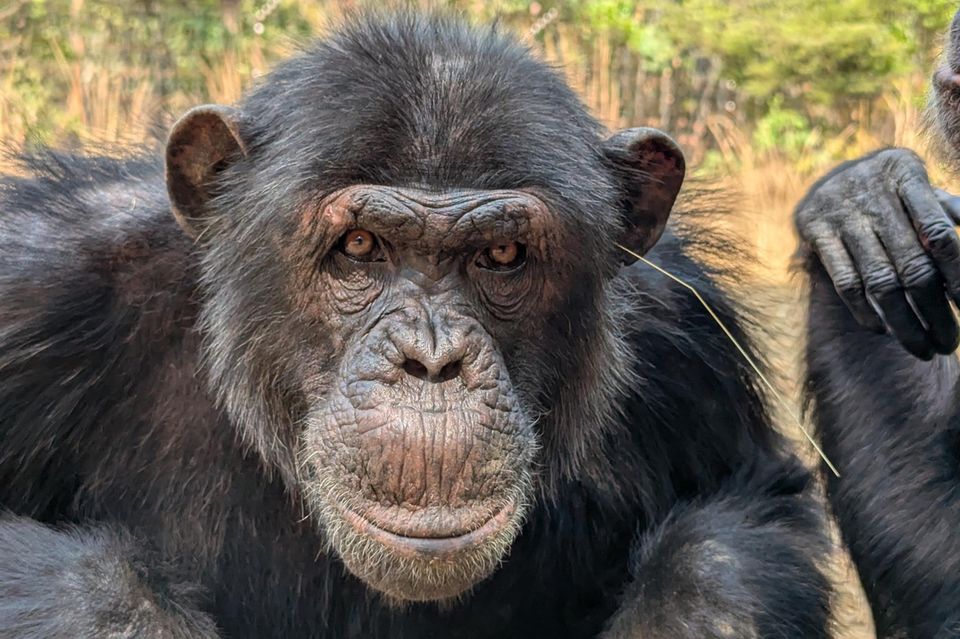 Sieht schick aus und symbolisiert die Zugehörigkeit zur Gruppe: Im "Chimfunshi Wildlife Orphanage Trust" trägt man Grashalm 1.3745