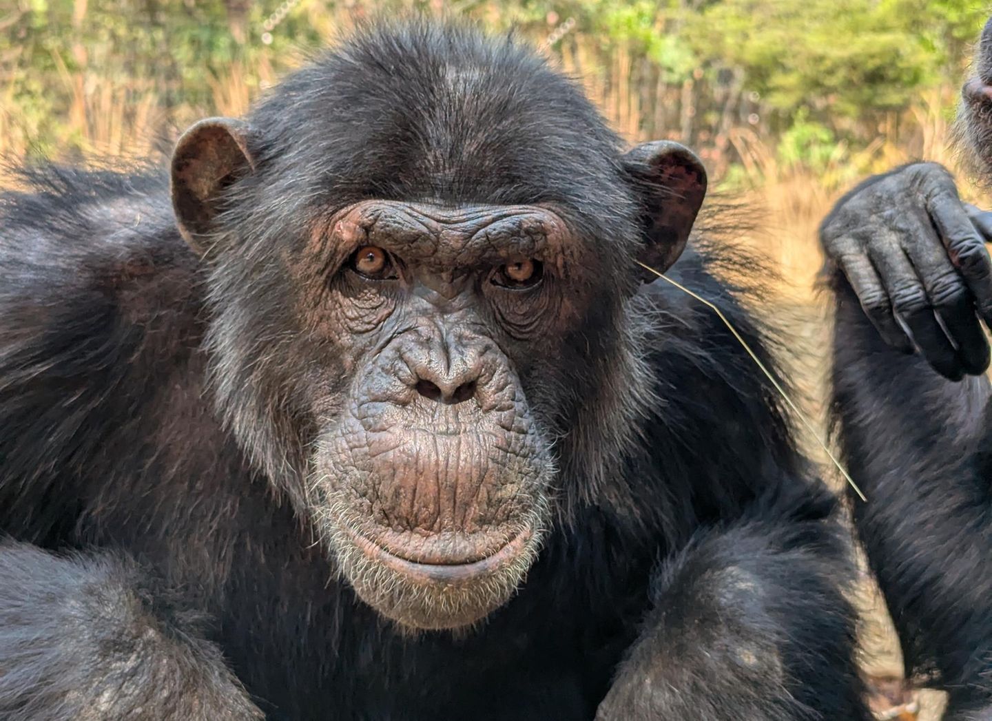 Sieht schick aus und symbolisiert die Zugehörigkeit zur Gruppe: Im "Chimfunshi Wildlife Orphanage Trust" trägt man Grashalm