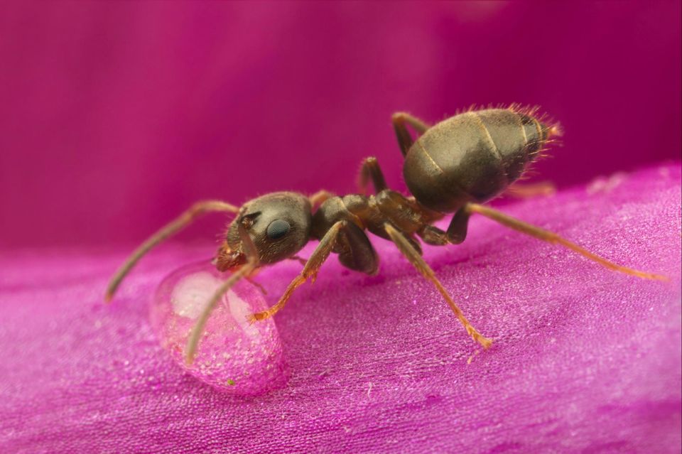 Schwarze Wegameise (Lasius niger), adult, trinkt aus Wassertropfen auf Blüte vom Fingerhut 1.5004