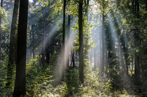 Befindet sich zu viel Stickstoff im Waldboden kann das das Gesamtgleichgewicht der Nährstoffe stören
