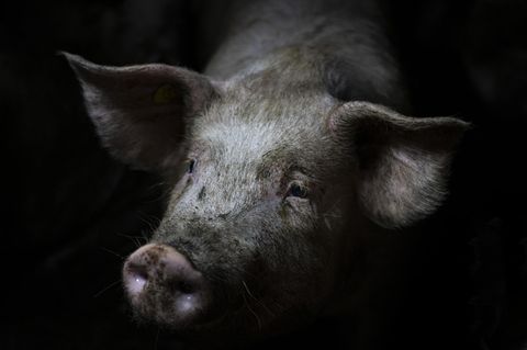 Etwa 34 Millionen Schweine werden jedes Jahr in Deutschland vor der Tötung mit Kohlendioxid betäubt