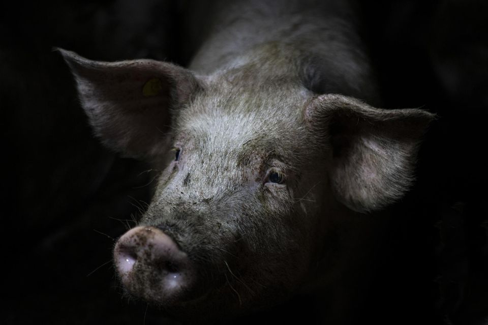 Etwa 34 Millionen Schweine werden jedes Jahr in Deutschland vor der Tötung mit Kohlendioxid betäubt 1.5004