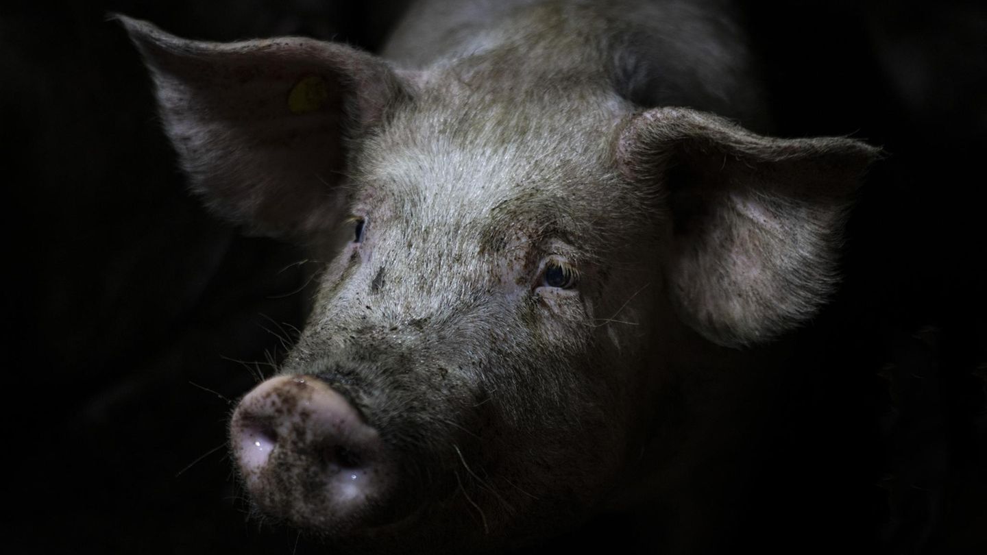 Umstrittenes-Urteil-Tierqual-f-r-Centbetr-ge-Warum-wir-mehr-Videos-aus-Schlachth-fen-brauchen