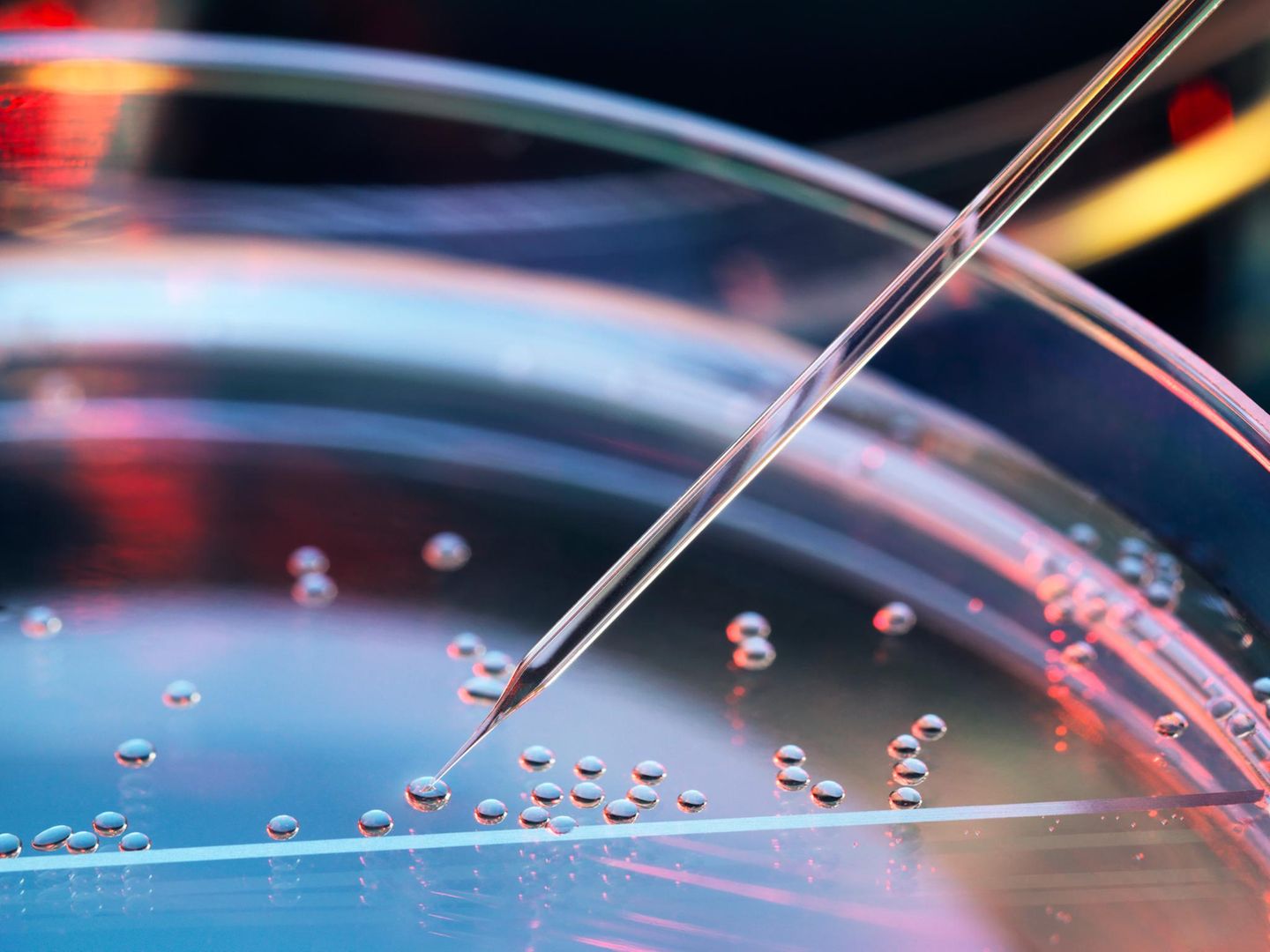 Stammzellen in der Petrischale: Die Genetechnik könnte inzwischen viel. Aber ist das überhaupt gewollt? 