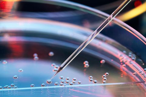 Stammzellen in der Petrischale: Die Genetechnik könnte inzwischen viel. Aber ist das überhaupt gewollt? 