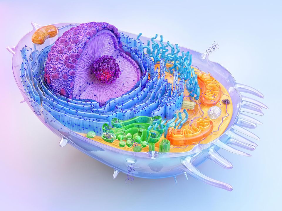 Die menschliche Zellstruktur: lilafarben der Zellkern, die orangenen "Würmchen" sind die Mitochondrien