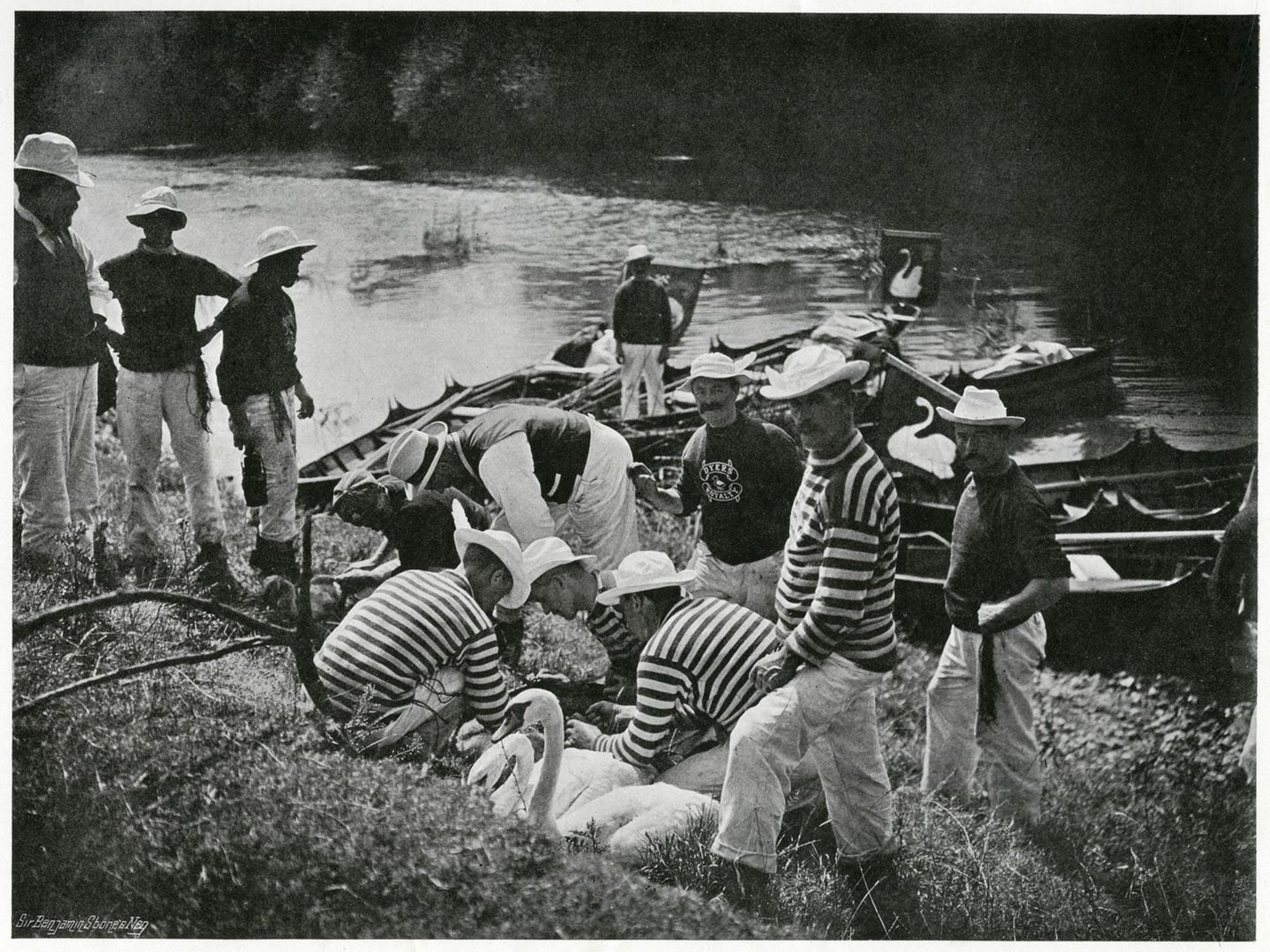 Aus Liebe zum Tier Bis heute hat sich das Ritual der Zählung (hier um 1900) kaum verändert. Die Schwäne werden gefangen, begutachtet und schließlich gekennzeichnet. Die Tierliebhaberin Königin Alexandra (1844–1925) fürchtet, die Vögel könnten beim Kennzeichnen durch das Kerbschnitzen verletzt werden, sodass es Anfang des 20. Jahrhunderts eingestellt wird.