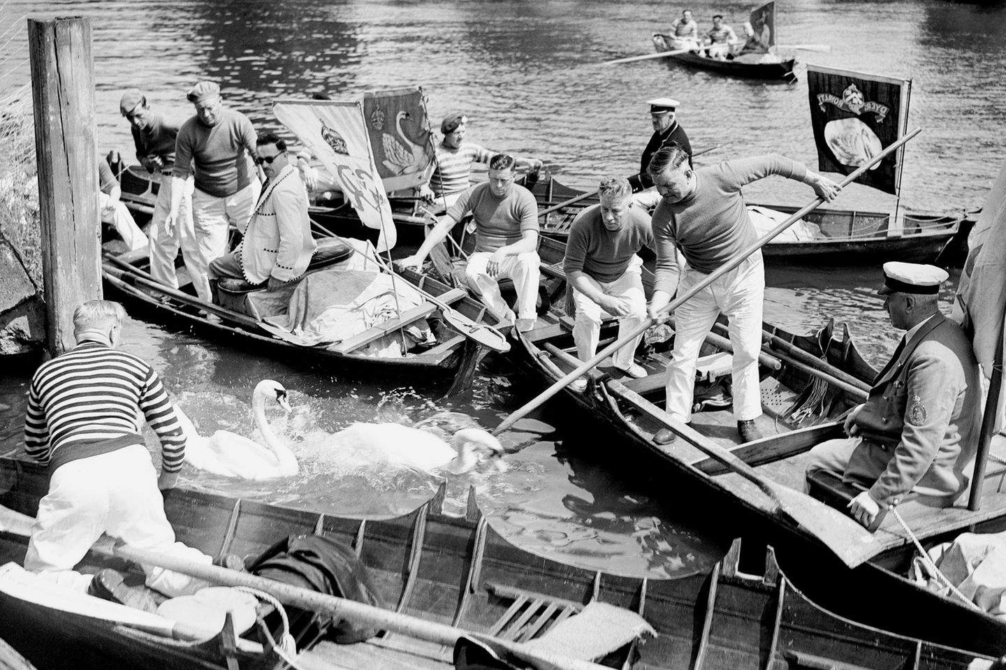 Namensgebung Swan-Upper kesseln eine Gruppe Schwäne auf der Themse ein