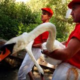 Schwanenzähler tragen Schwäne am Ufer der Themse, um 2000