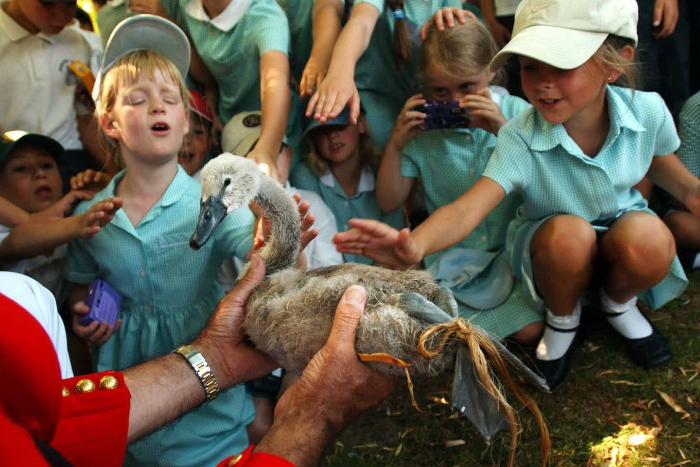 Schulkinder in Uniform streicheln einen jungen Schwan