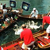 Männer in Booten kesseln Schwäne auf der Themse ein.