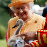 Königin Elisabeth lacht ein Schwanenküken an, 2009