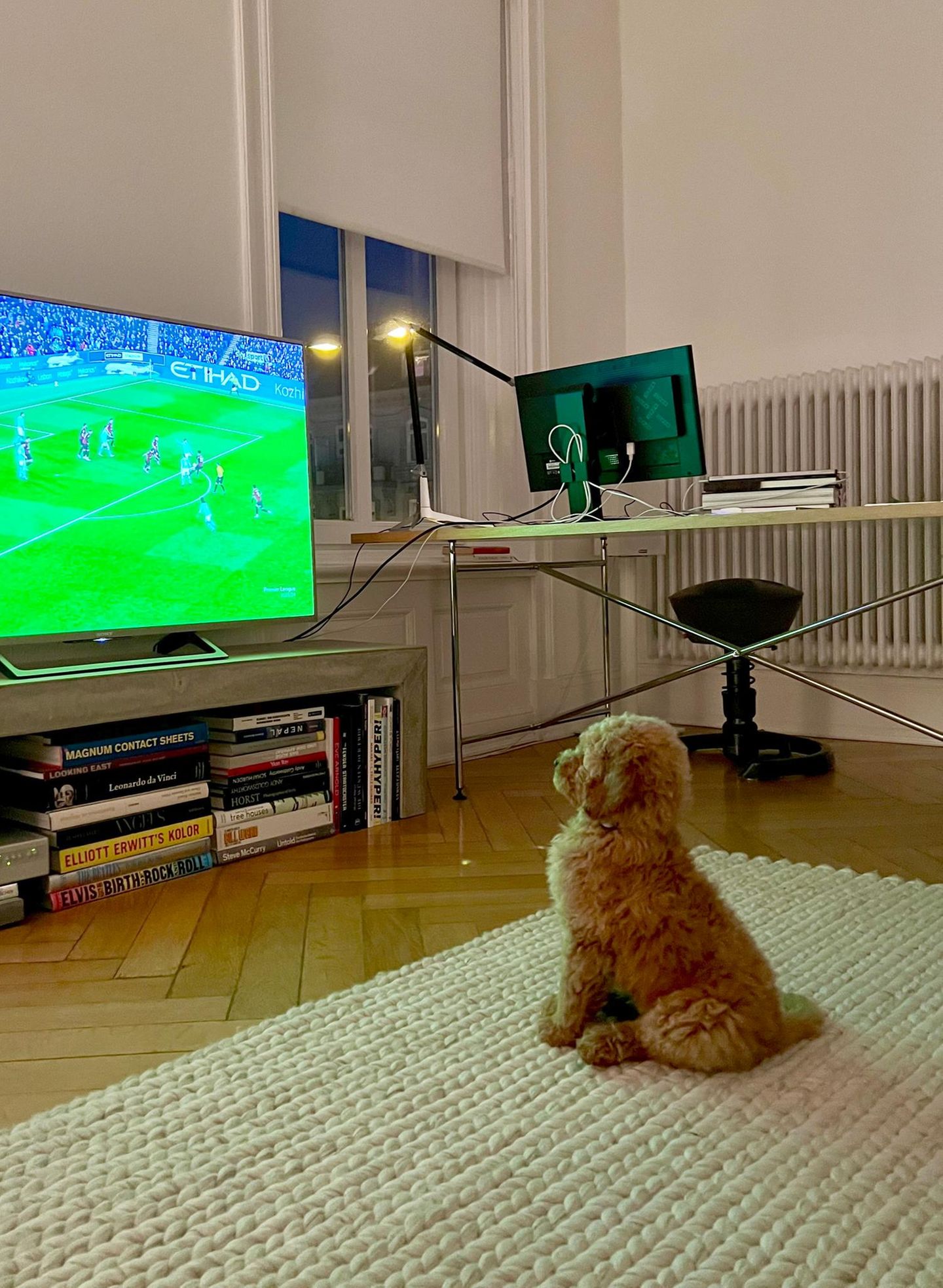 Hunde Levi schaut Fussball