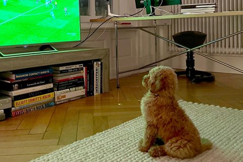 Hunde Levi schaut Fussball