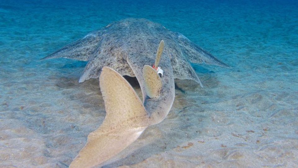 Engelhai mit Sender an der Flosse im Meer