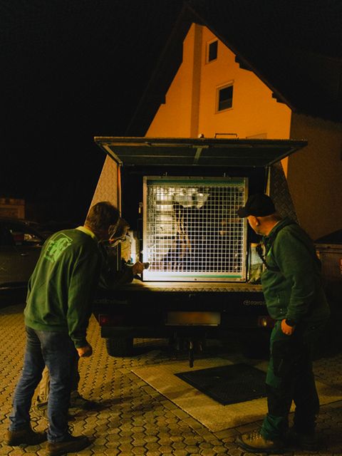 Im Käfig über die Alpen: Bärin JJ4 beim Transport. Ziel ist der Bärenpark im Schwarzwald, wo das Tier in ein Freigehege ausgesetzt werden soll