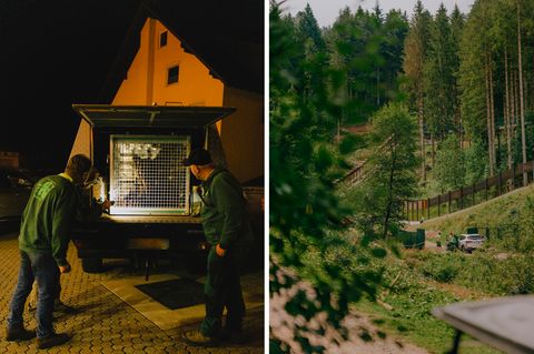 Im Käfig über die Alpen: Bärin JJ4 beim Transport. Ziel ist der Bärenpark im Schwarzwald, wo das Tier in ein Freigehege ausgesetzt werden soll