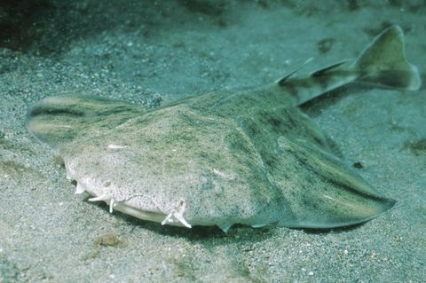 Engelhai (Squatina squatina) im Meer vor Fuerteventura