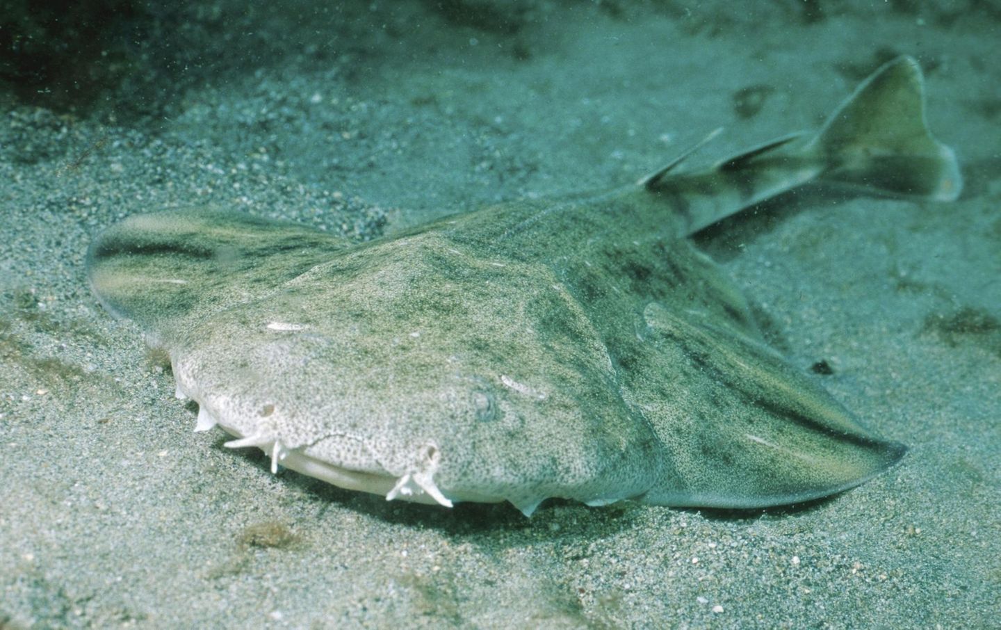 Engelhai (Squatina squatina) im Meer vor Fuerteventura