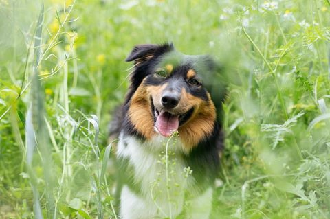 Australien Shepard im Sommer in Blumenwiese