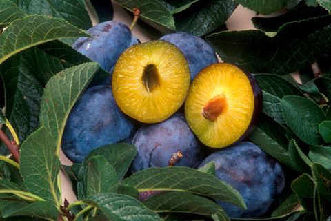 Geerntete Pflaumen im Querschnitt