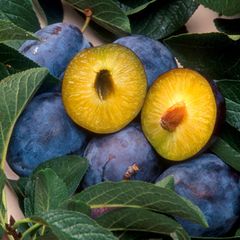 Geerntete Pflaumen im Querschnitt