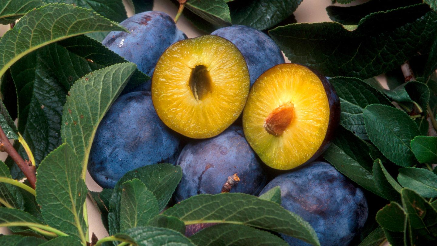 Ern-hrung-Untersch-tztes-Superfood-F-nf-gute-Gr-nde-mehr-Pflaumen-zu-essen