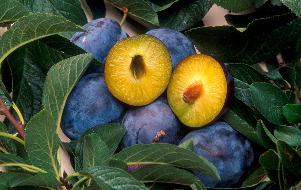 Superfood: Fünf gute Gründe, mehr Pflaumen zu essen - [GEO]