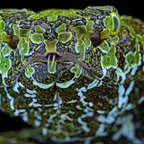 Kopf einer Mangshans Pit Viper mit faszinierender Zeichnung