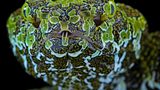 Kopf einer Mangshans Pit Viper mit faszinierender Zeichnung