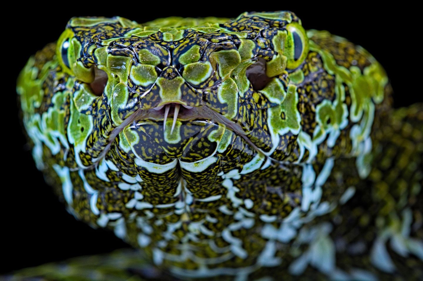 Kopf einer Mangshans Pit Viper mit faszinierender Zeichnung