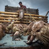 Die Otter, die sich hier gierig auf eine Ladung Fische stürzen, haben bereits einen harten Arbeitstag hinter sich – und die Fische sind ihr wohlverdienter Lohn. In Bangladesch gibt es noch eine Handvoll Otterfischer, die auf eine jahrhundertealte Methode des Fischfangs setzen. Dabei jagen an Leinen gebundene Otter die Fische an den schlammigen Ufern der Mangrovenwälder und drängen sie in die von den Fischern bereitgestellten Netze. Freddie Claire gewinnt mit diesem Foto in der Kategorie "Menschen: Lebensgrundlagen". 