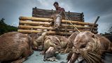 Die Otter, die sich hier gierig auf eine Ladung Fische stürzen, haben bereits einen harten Arbeitstag hinter sich – und die Fische sind ihr wohlverdienter Lohn. In Bangladesch gibt es noch eine Handvoll Otterfischer, die auf eine jahrhundertealte Methode des Fischfangs setzen. Dabei jagen an Leinen gebundene Otter die Fische an den schlammigen Ufern der Mangrovenwälder und drängen sie in die von den Fischern bereitgestellten Netze. Freddie Claire gewinnt mit diesem Foto in der Kategorie "Menschen: Lebensgrundlagen". 