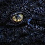 Ruhig blicken sie sich an, so nah sind sie, dass sie sich fast schon berühren. Dabei könnten sie unterschiedlicher nicht sein: Der eine ist ein Winzling, der andere ein Gigant. Sie begegnen sich im größten Mangrovenwald der Welt, den Sundarbans an der Grenze zwischen Indien und Bangladesch. Hier kommt ein winziger Schlammspringer einem riesigen Krokodil ganz nah, ohne sich von dessen stechend gelbem Auge beeindrucken zu lassen. "Ihre kontrastreichen Farben schaffen einen seltenen, fesselnden Moment in freier Wildbahn", sagt Ramprasad Dutta, der die Begegnung fotografiert hat.