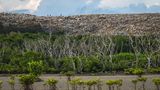 Abfallberg hinter einem angeschlagenen Mangrovenwald