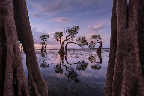 Mangroven bei Sonnenuntergang