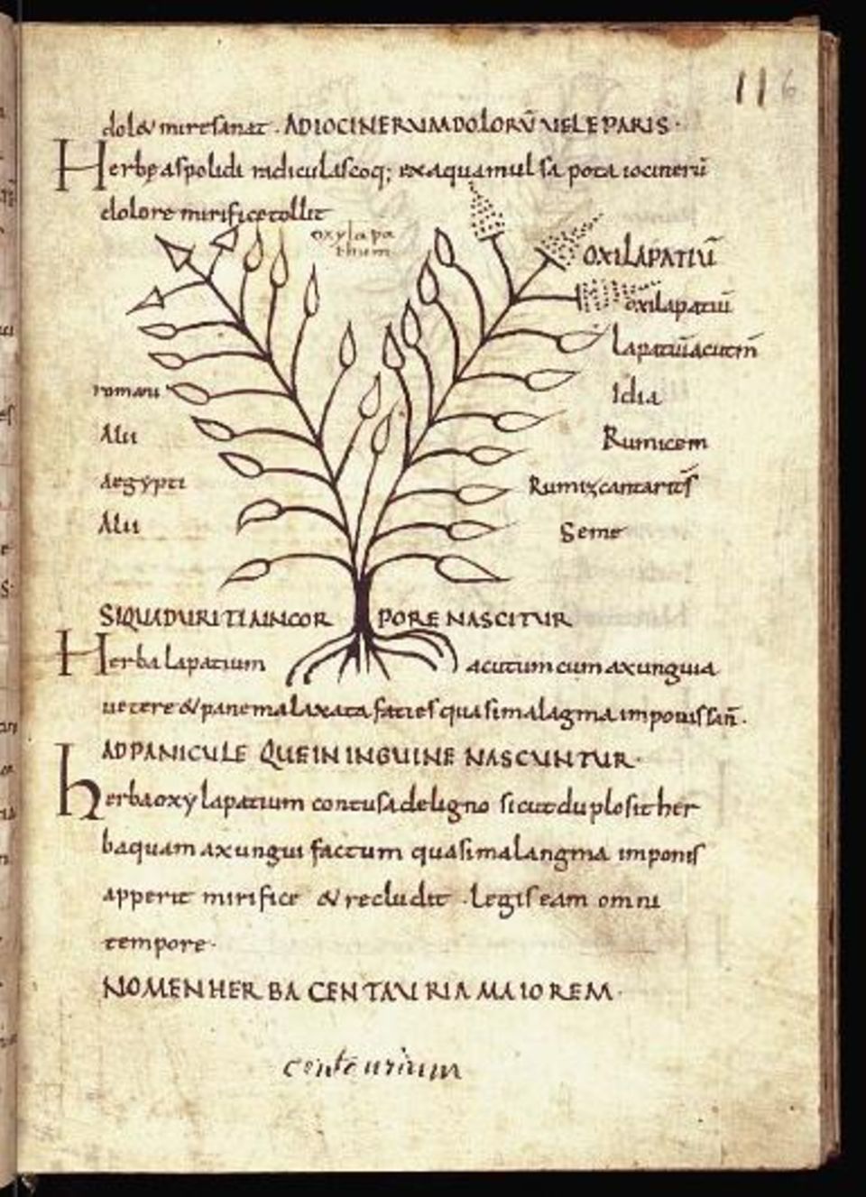 Eine Pflanze ist auf einer mittelalterlichen Schrift dargetsellt