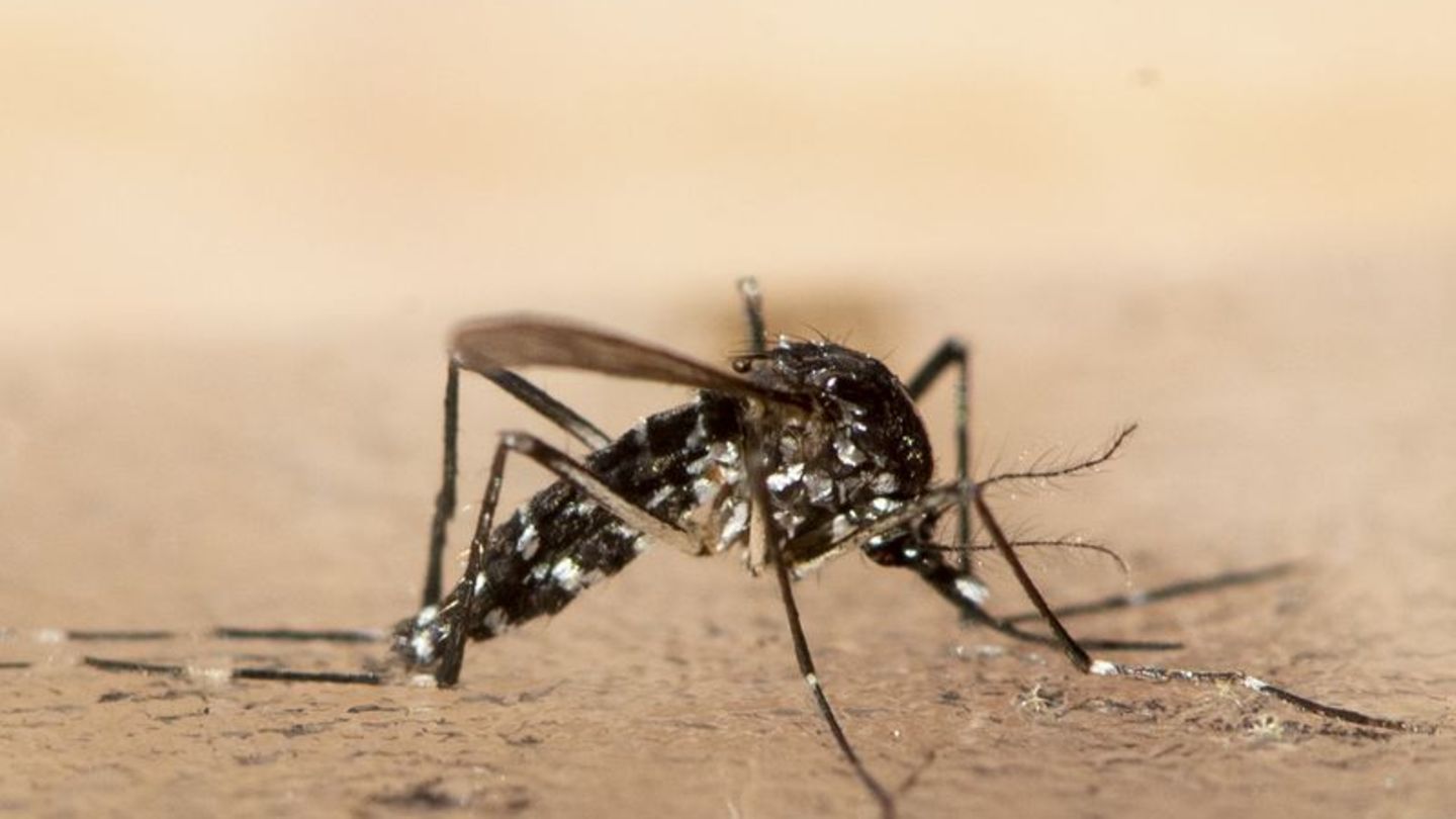 Krankheiten-Chikungunya-breitet-sich-in-China-aus-WHO-warnt-global