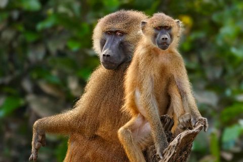 Guinea-Paviane (Papio papio) gelten laut Weltnaturschutzorganisation IUCN als bedroht