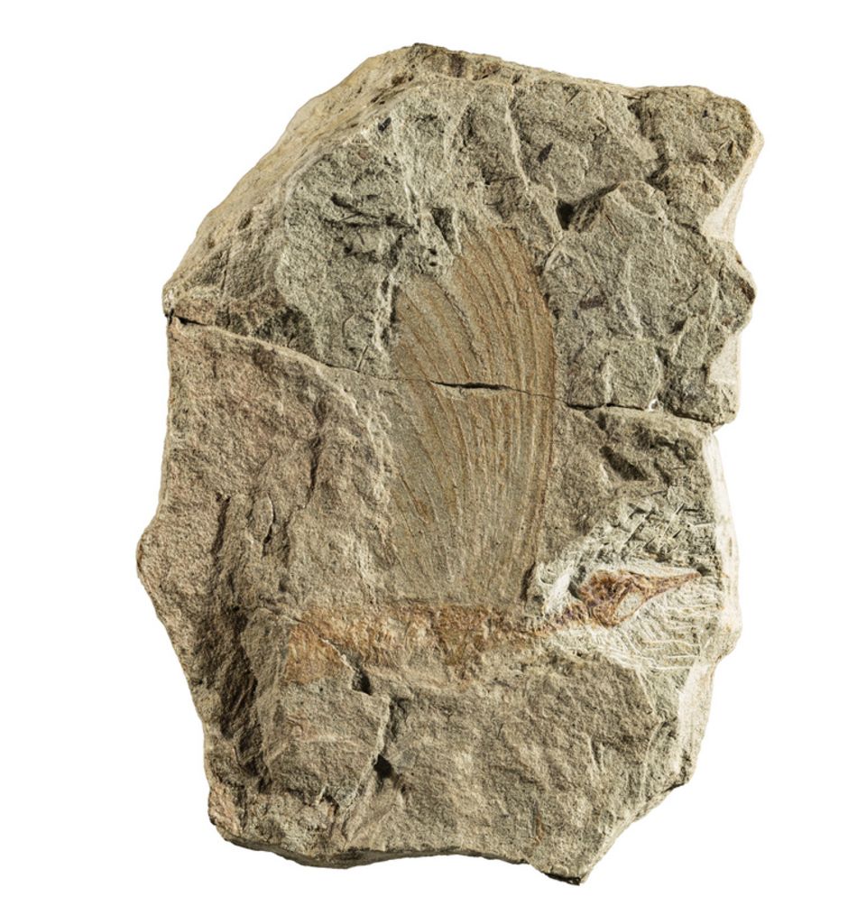 Fossil Fossil