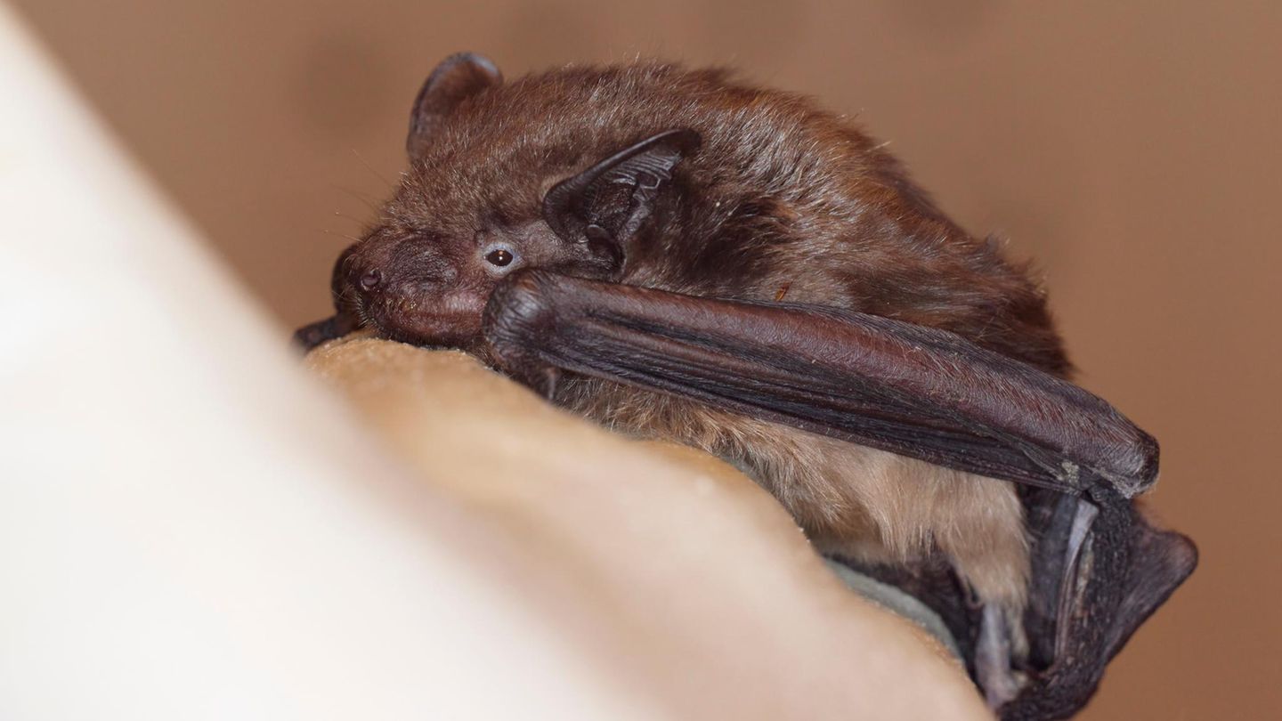 Tier-gefunden-Wann-eine-Fledermaus-wirklich-Hilfe-braucht-und-wann-nicht