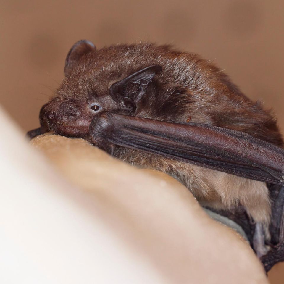 Wer eine Fledermaus gefunden hat, sollte nicht unüberlegt handeln. Wir verraten, worauf es ankommt