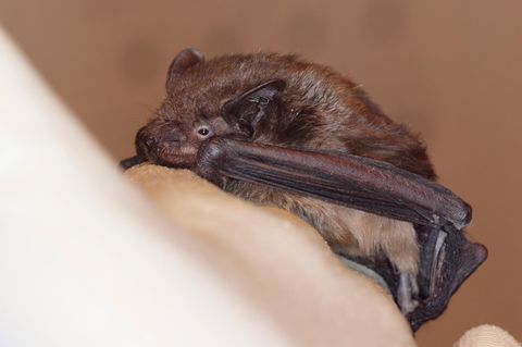 Wer eine Fledermaus gefunden hat, sollte nicht unüberlegt handeln. Wir verraten, worauf es ankommt