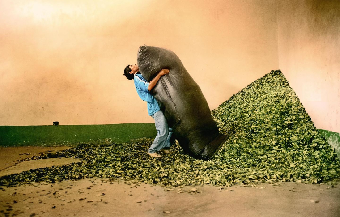 Arbeiter schüttet einen Sack Kokablätter aus